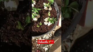 What Container Gardening Looks Like with PEANUTS! 🥜❤️ #shorts #viral #trending #nuts