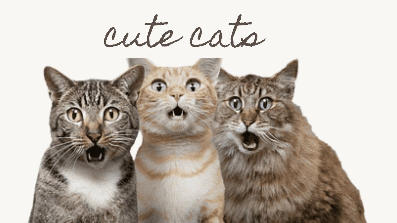 ADORABLE CATS FUNNY MOMENTS