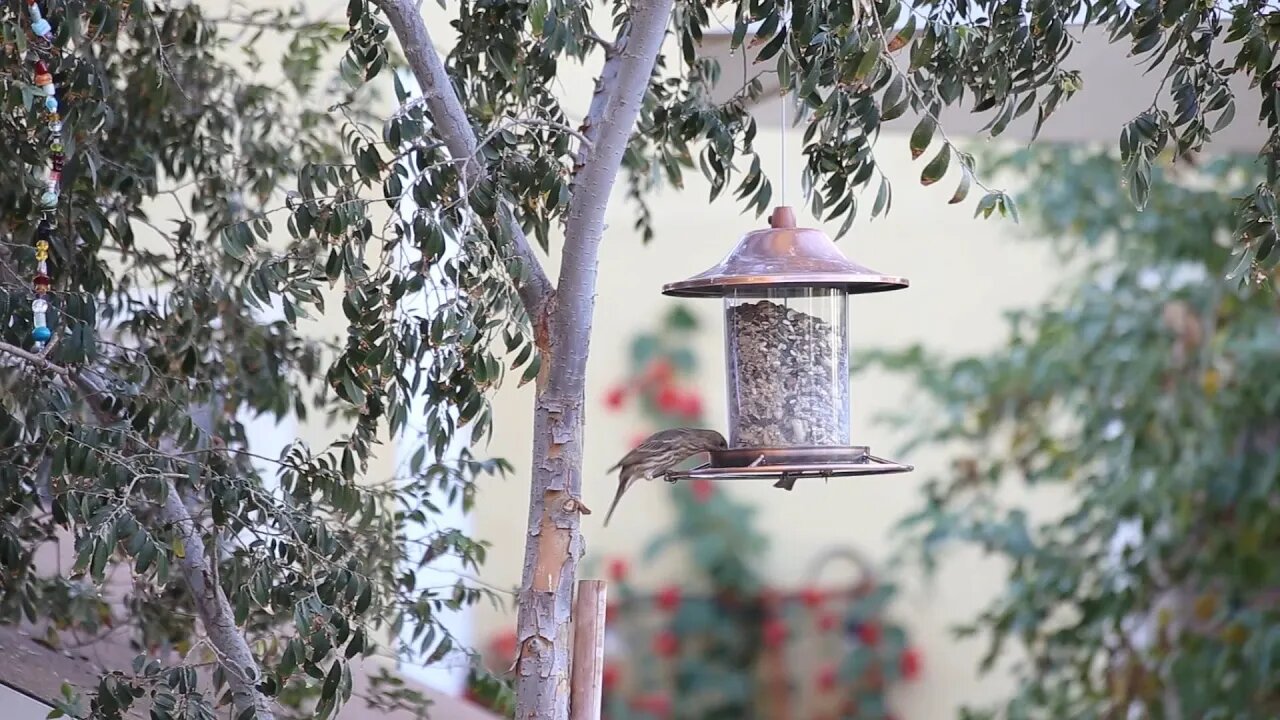 Local Birds Singing and Chirping - Soothing Nature Sounds - Calmed by Music