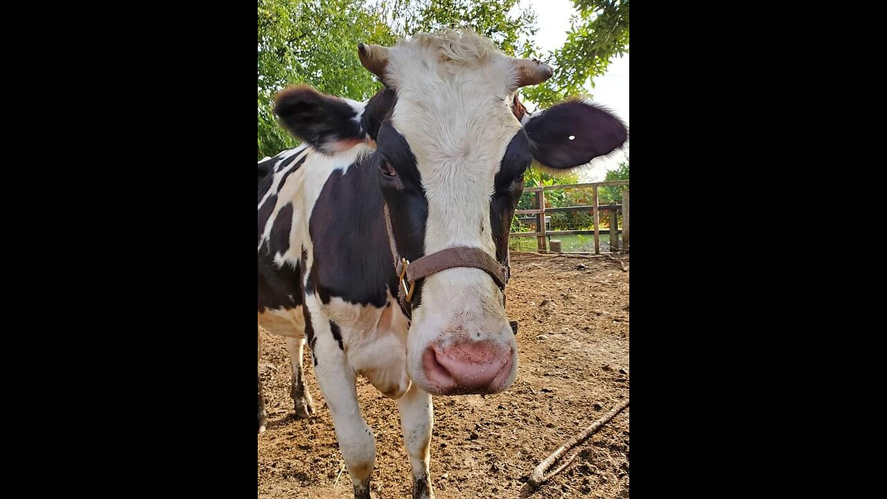 Holstein Cattle