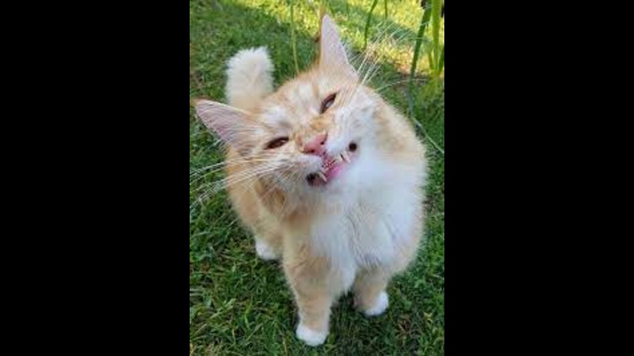 Short videos Smile more often2