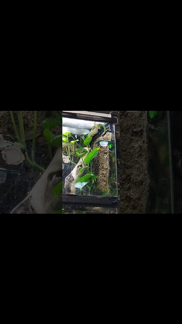 Tarantula Collective Under Gecko Surveillance!