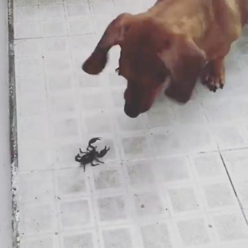 Have You Ever Seen A Dog Faced Scorpion!!!