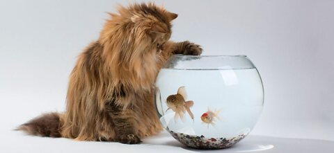 Cats and fish