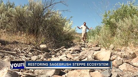 Bruneau Owyhee Sage Grouse habitat project aims to remove juniper trees