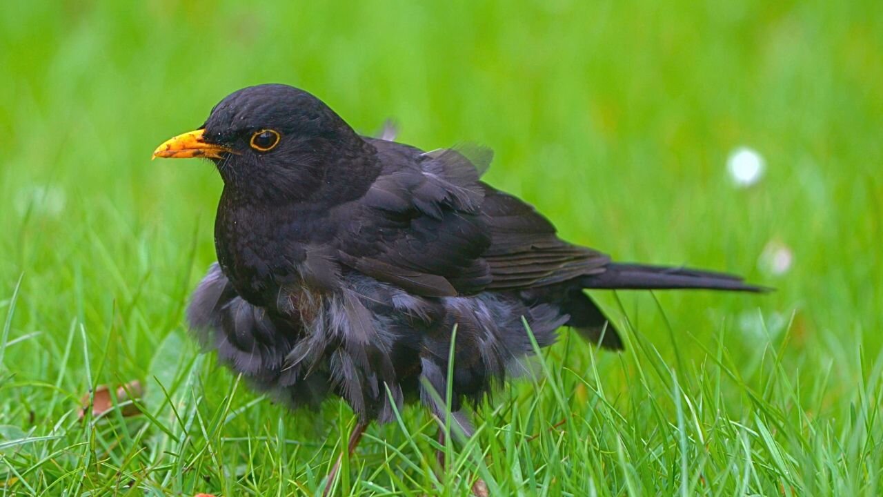 Molty the Blackbird is Having a Quick Snack