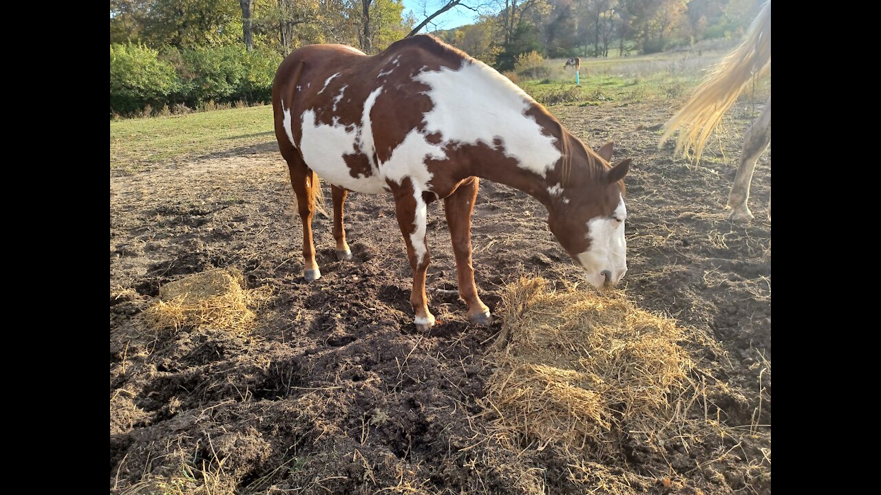 Rocking J Ranch (Hands that help)