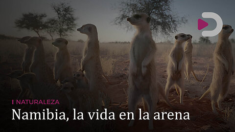 Naturaleza | Namibia, la vida en la arena