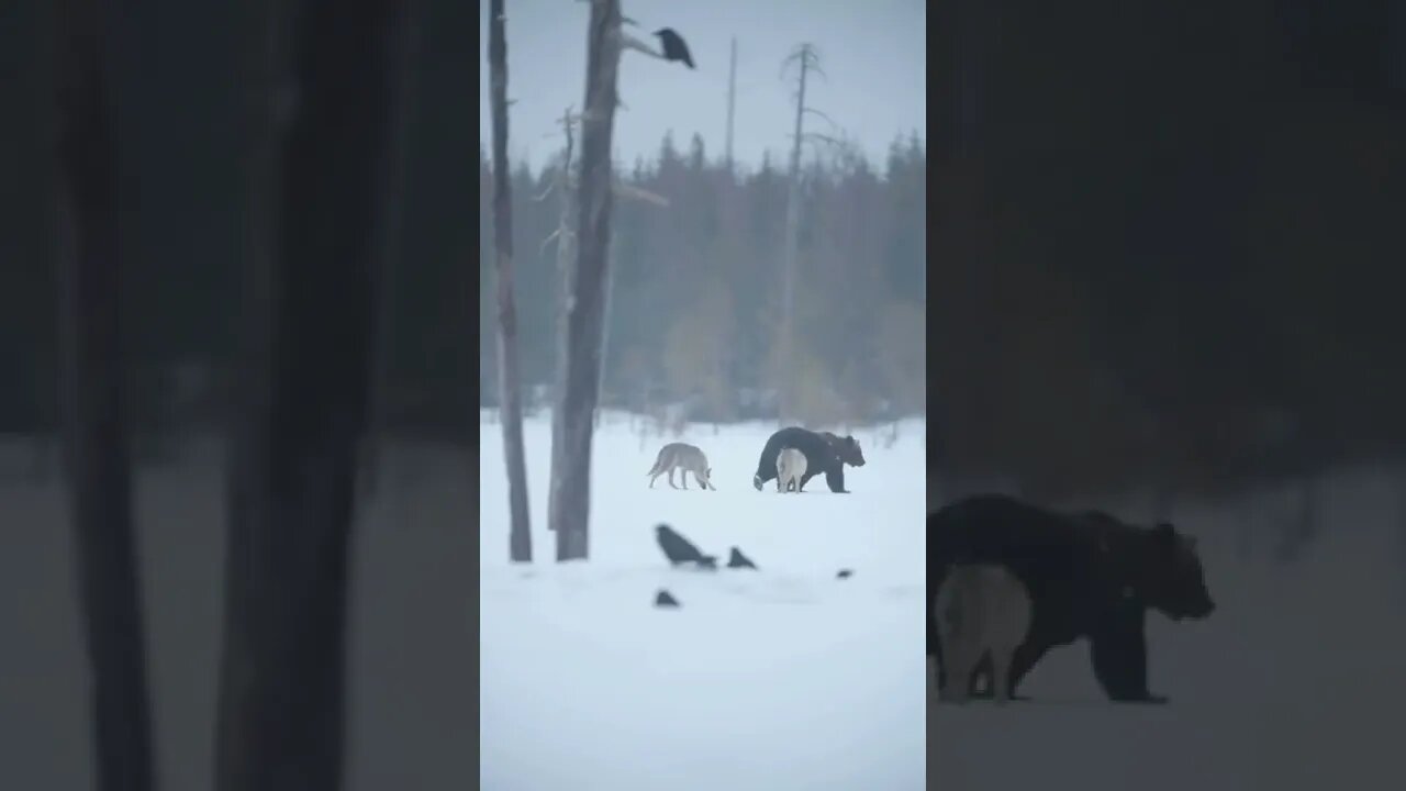 IMPRESSIONANTE veja ate o final, oque esses lobo fizeram para pegar o urso #shorts