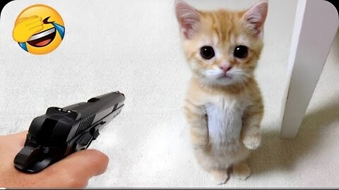 Try not to laugh with these funniest animals 😂😂