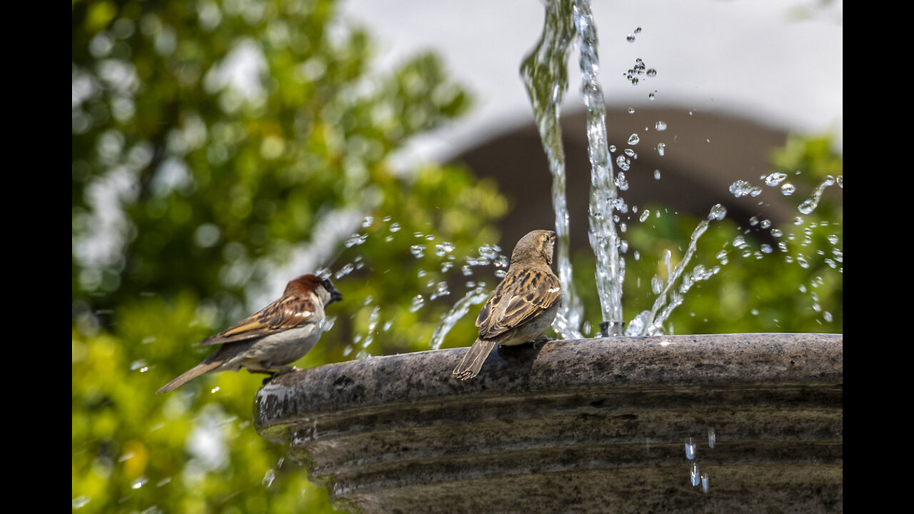 Birds eating Paddy