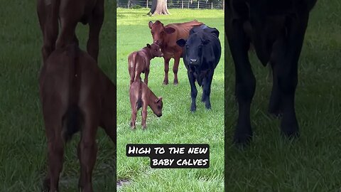 Saturday Morning at 3 Times Ranch! #turkey #calves #cattle #ranch #farming