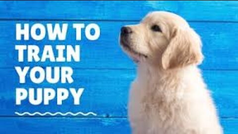 Everyone needs this dog training skills!!!!