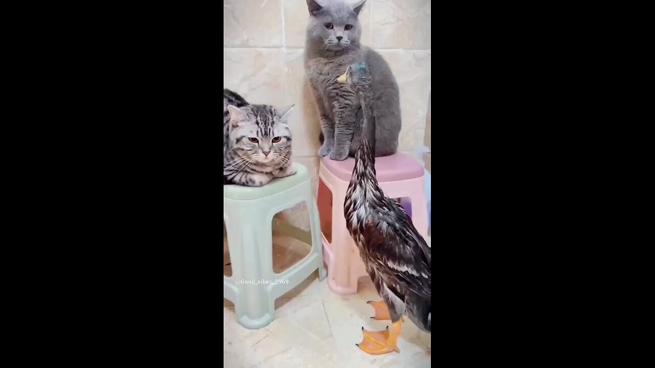 funny cat duck