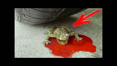 Experiment Car vs asmr Frog (TOY)! Experiments and Crunch things with car