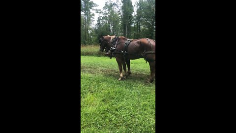 Belgians pull logs