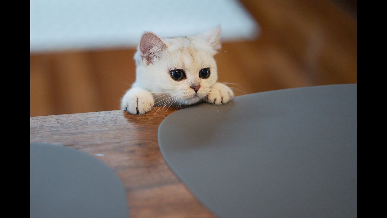 Overweight kitten has difficulty climbing on the sink countertop 😂😹😁