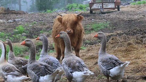 Adorable Highland Cow Melts Hearts 💕