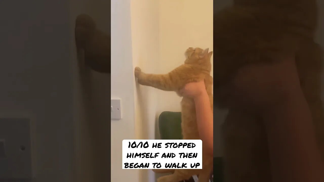 The Cat Wall Challenge Are You Brave Enough to Try🐱🐈 #cats #catsofyoutube #shorts #pets