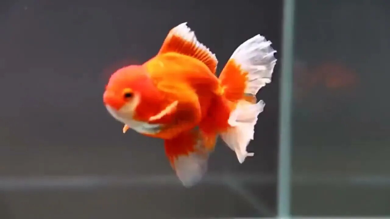 The most beautiful fish on earth | Best beautiful quality goldfish-6