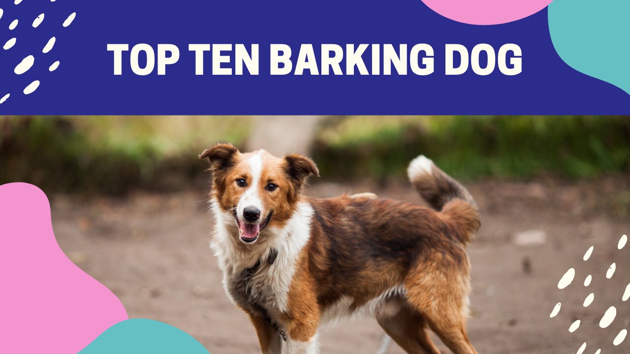 WATCH THE TOP 10 DOG BARKING VIDEOS