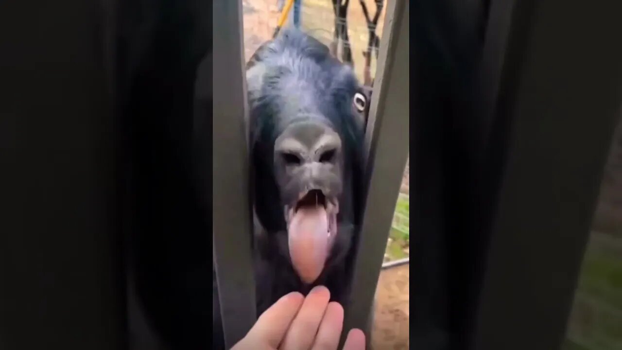 😆❤️ (aww soo cute) #shorts #viral #funny #subscribe #youtubeshorts #kyewithshorts