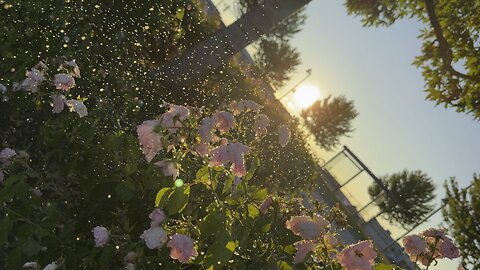 Flowers water