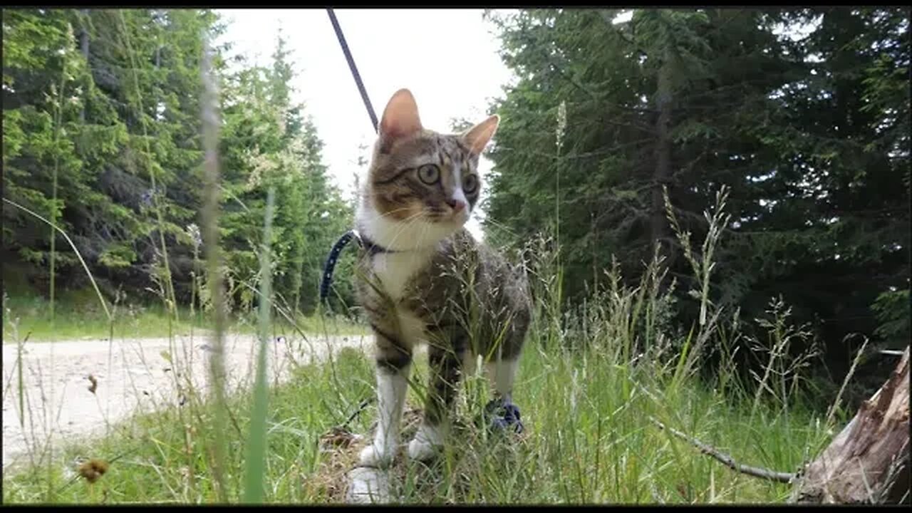 This Cat Loves Traveling with His Parents in the Mountains