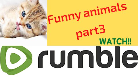 Funny animals comedy's part 3