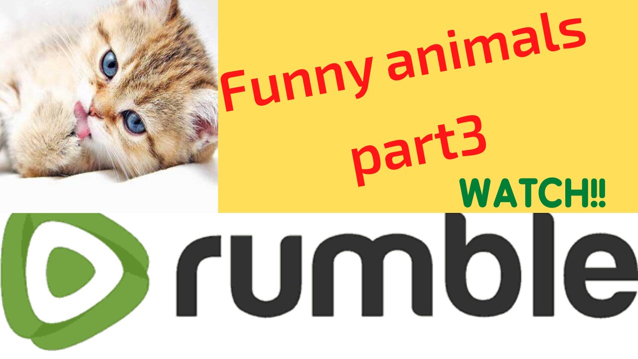 Funny animals comedy's part 3