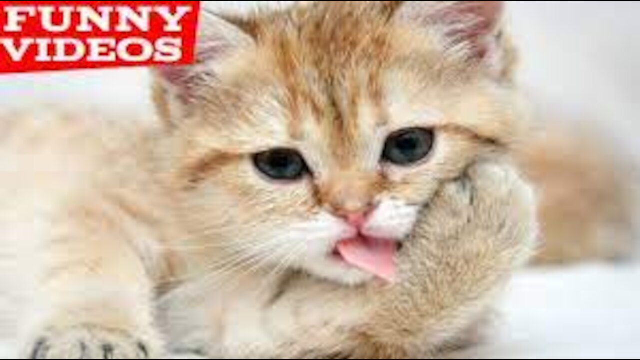 Best Funny Animal Videos of the year (2021), funniest animals ever. relax with cute animals.AWW anim