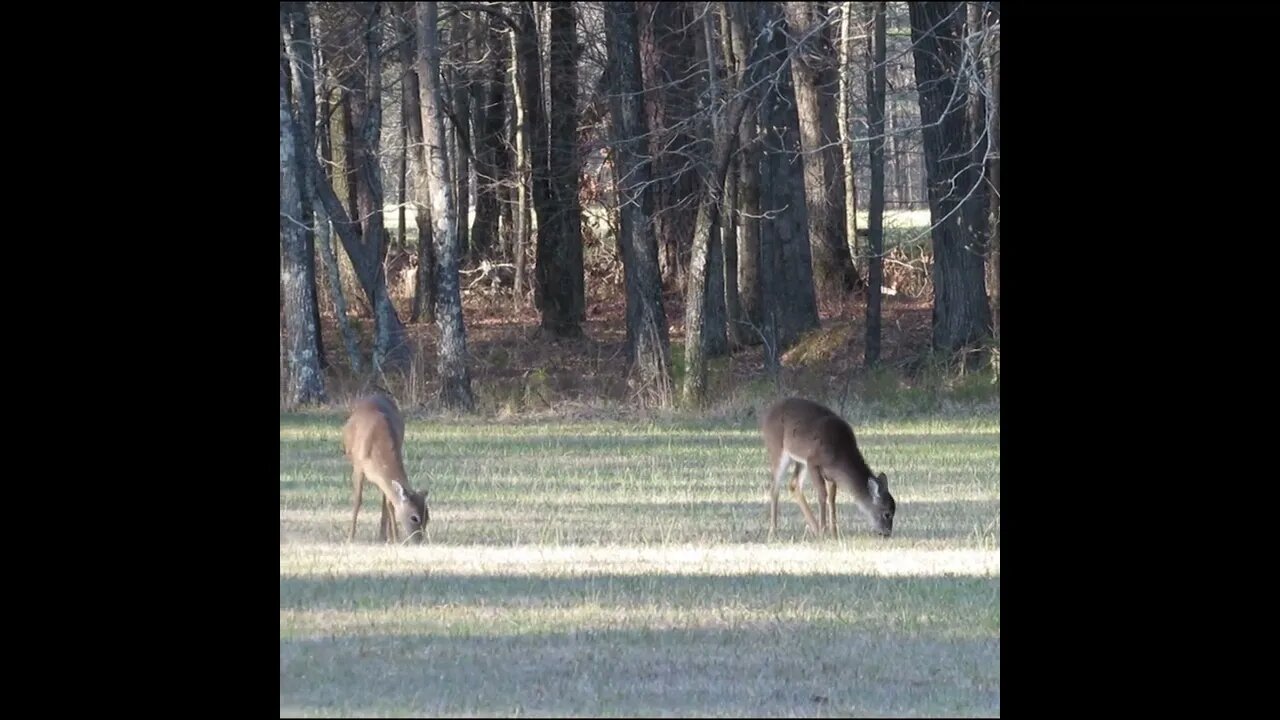 deer in the Field