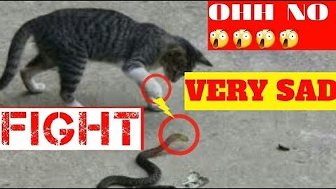 Ohh Snake Attack On Cat Is Cat In Trouble