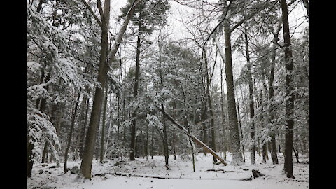Entrevue Boisé Chênes Blancs