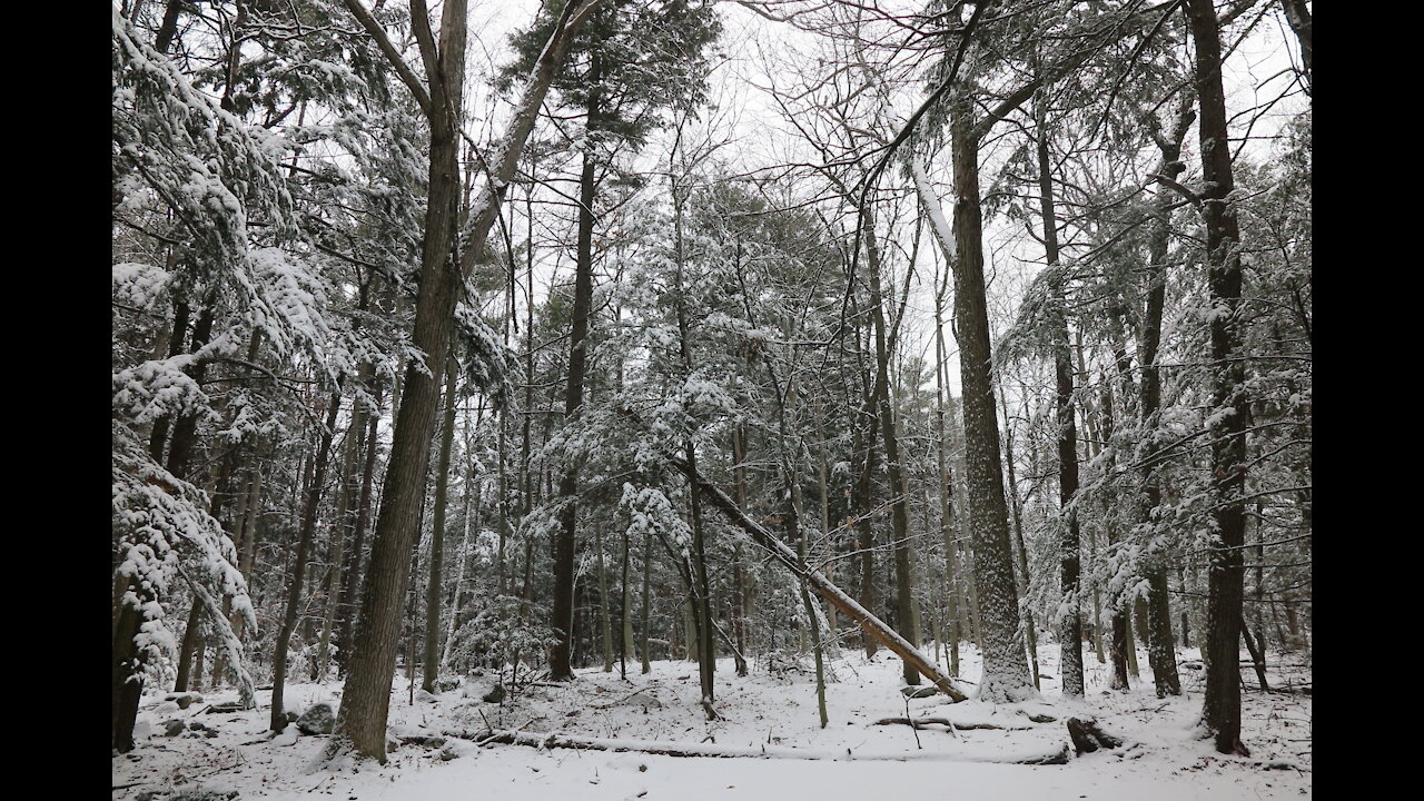 Entrevue Boisé Chênes Blancs