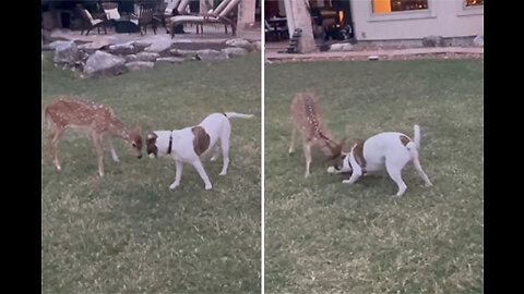 Determined fawn tries everything to get dog to play