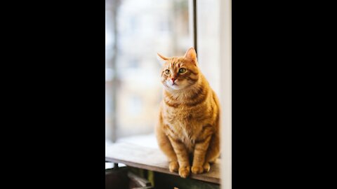 So cute orange cat