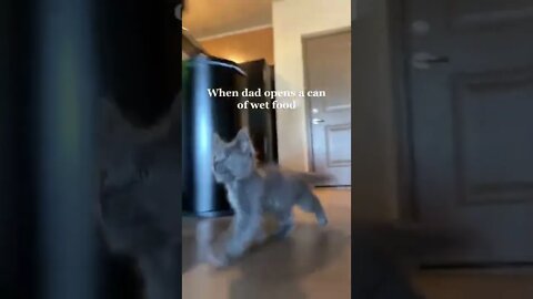 When Dad Open A Can Of Wet Food 😋 Cute cats - Try not to Laugh #shorts