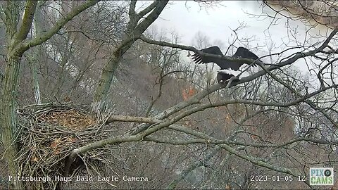 Hays Eagles Mom and Dad Mate on the Nest Branch 2023 01 05 12:54PM