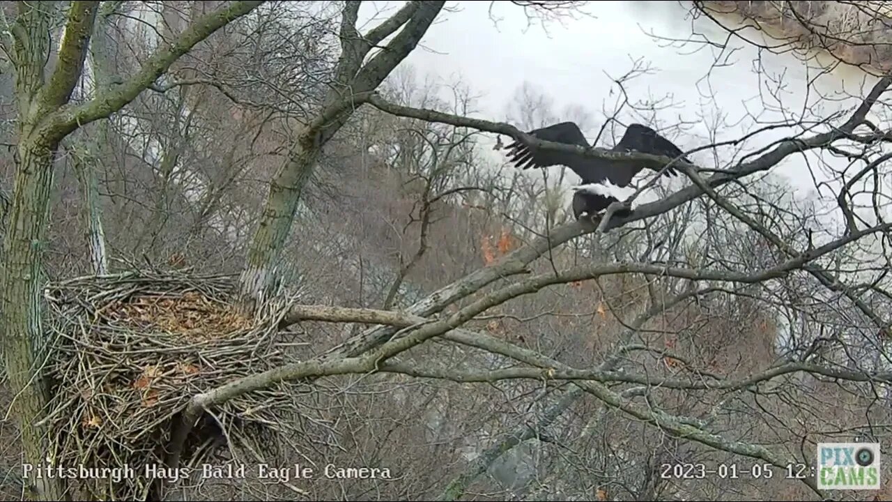 Hays Eagles Mom and Dad Mate on the Nest Branch 2023 01 05 12:54PM
