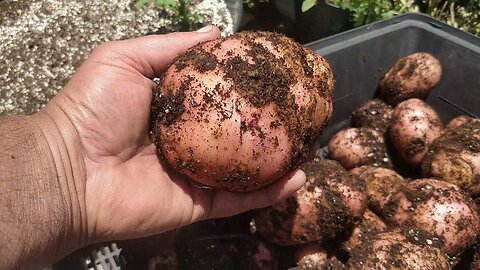 Potato Harvest. Processing, New Deep Wicking Bed