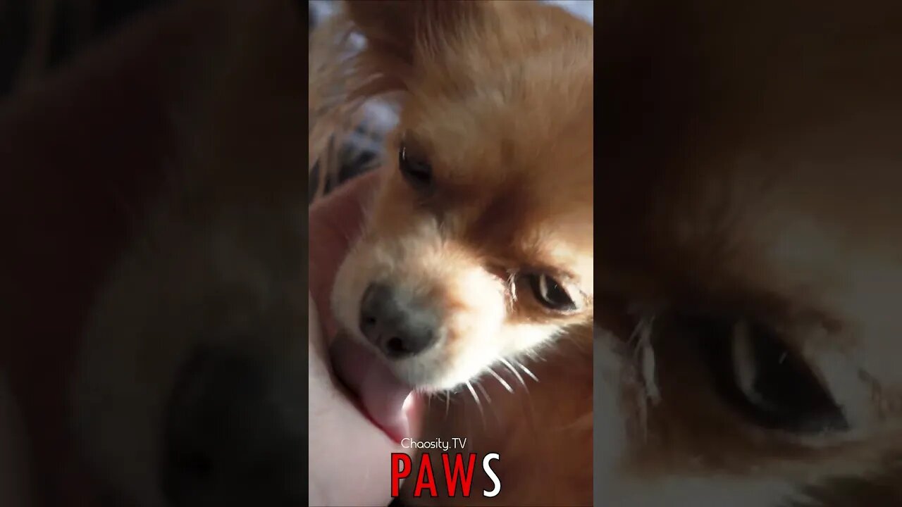 🐶 #PAWS - Long Haired Licker 🐾