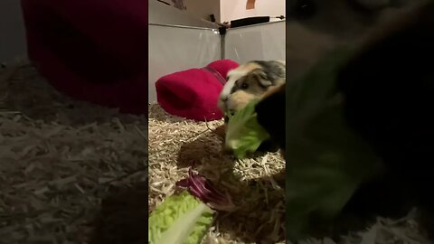 My Guinea pigs doing their favorite thing