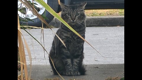 Feeding Momma Cat Fancy Feast in Long Beach and National News Coverage | Thursday | 08-22-24