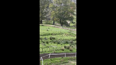 Round 2 Gisborne motorcycle club mx