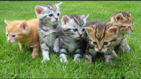 Beautiful funny kittens