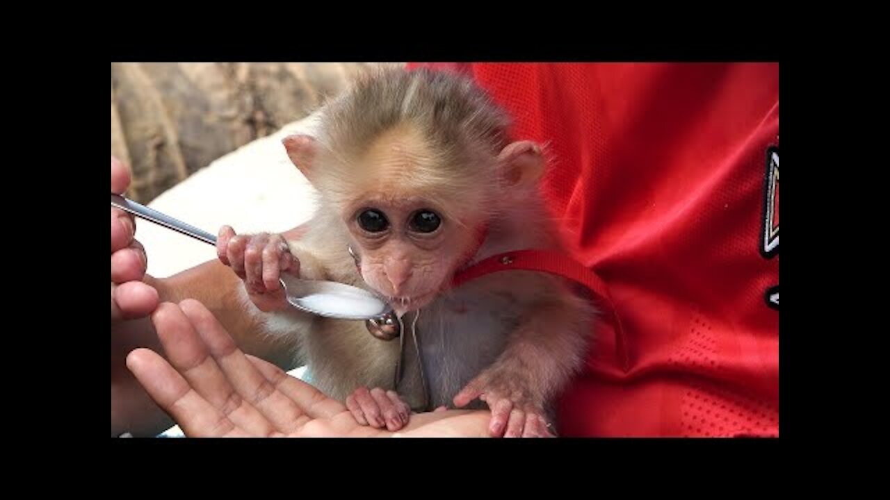 Teaching Baby Monkey to Suckle and Lull BoBo to Sleep