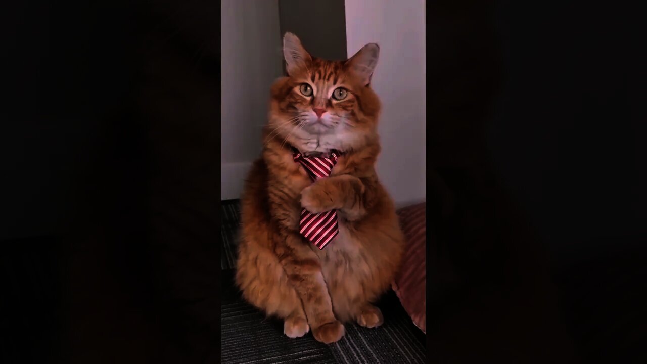 Do You Like My New Tie ?😱❤️Try Not To Laugh - Best Cats | Funny Cats Life | Pet Lover's Zone #Shorts