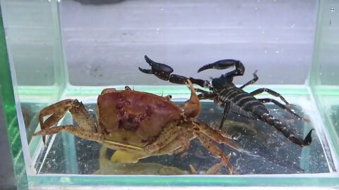 Crab vs Scorpion Underwater - Caranguejo vs Escorpião31 5