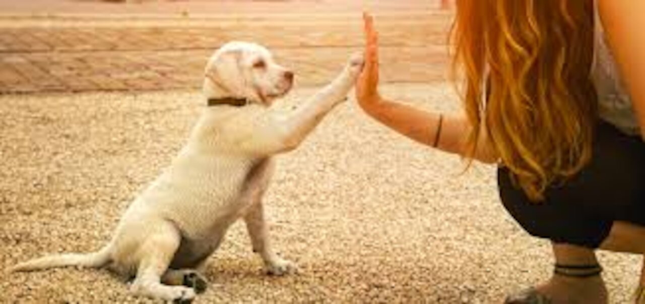 A dog training to shake hands